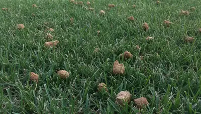 Post-aeration lawn recovery with healthy green turf by Chop Chop Landscaping in Myrtle Beach, SC